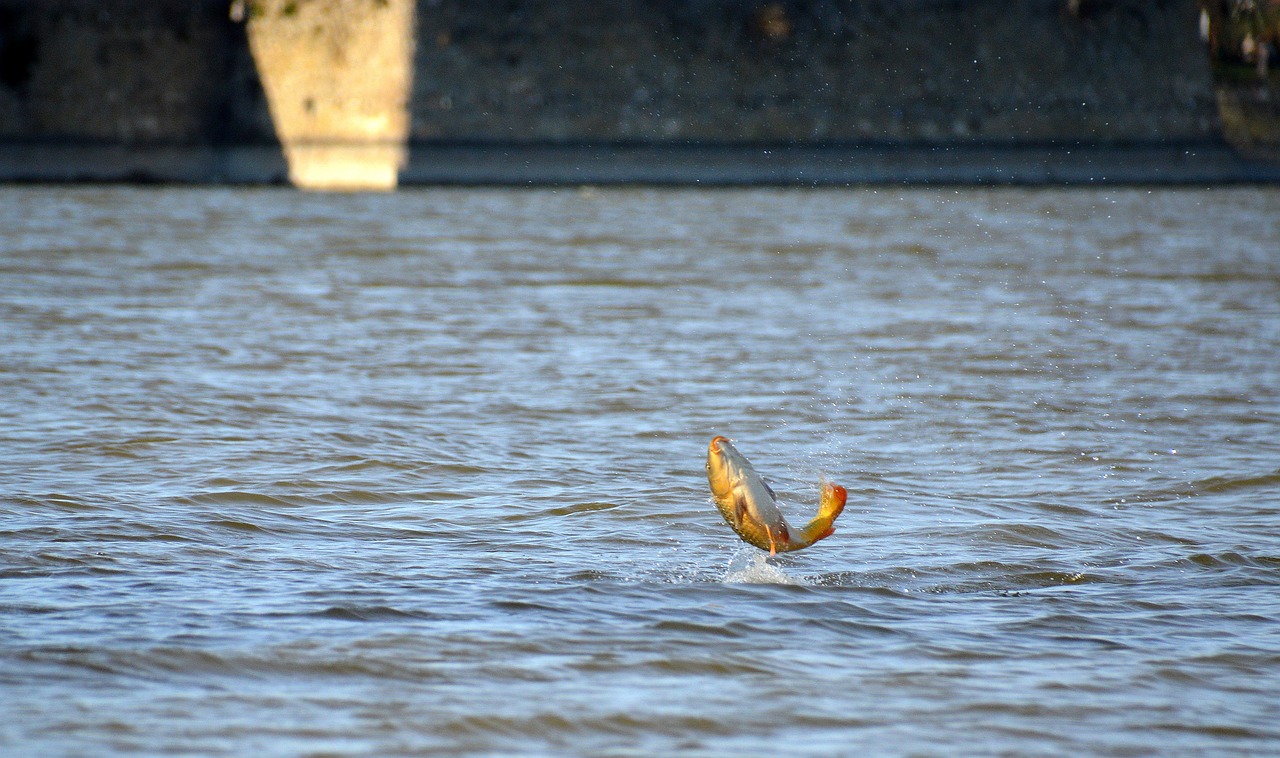 carp, fish, koi