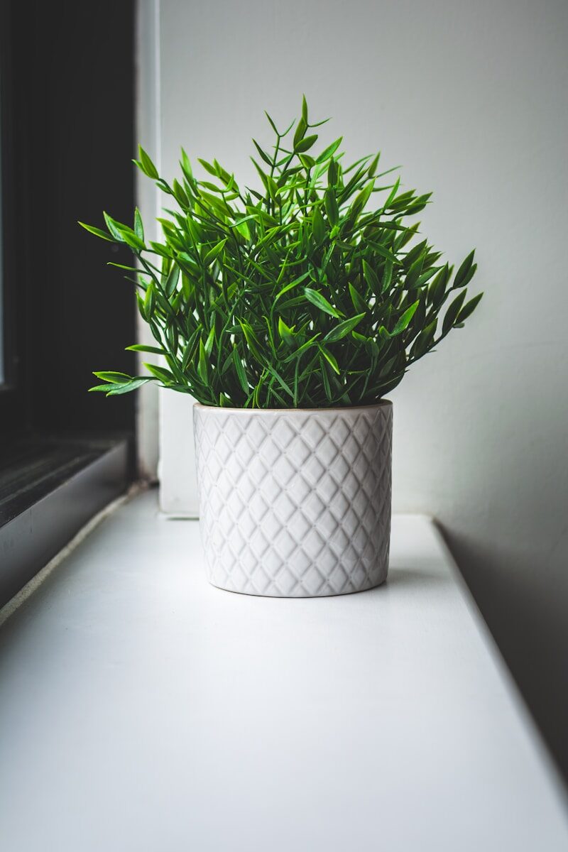 green plant on white ceramic pot
